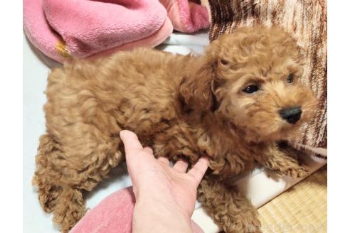 販売中の秋田県のマルプー:マルチーズ×トイプードル-383254の3枚目